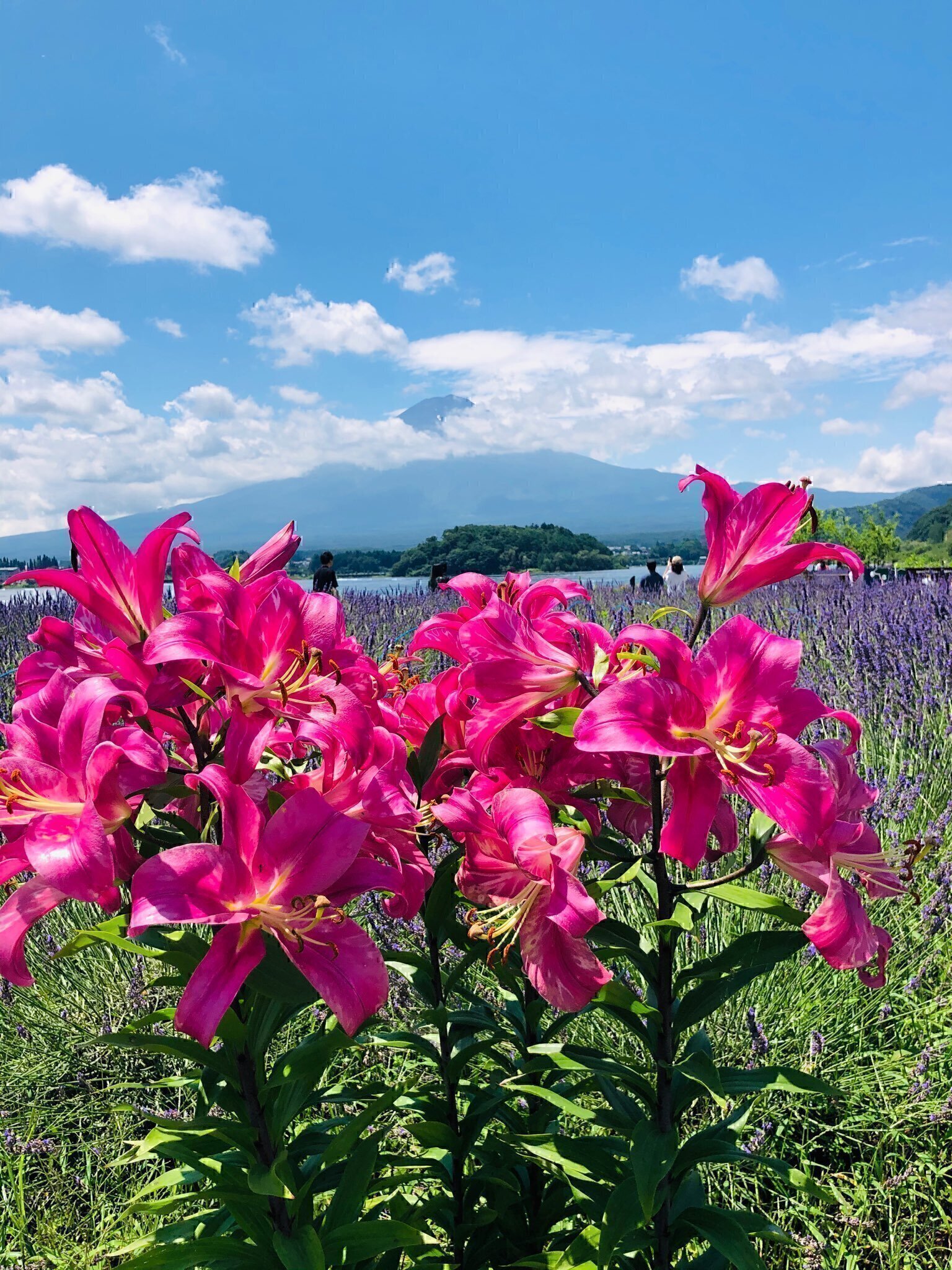 Lake-Kawaguchi-4